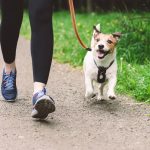 Walking your pets benefit your health.
