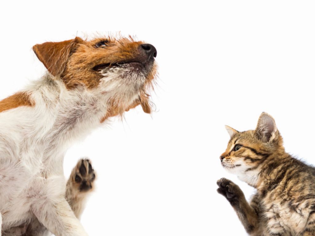 What are the Best Itch Relief Treatments for My Pet’s Allergies: Top 5 Treatments
