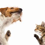 What are the Best Itch Relief Treatments for My Pet’s Allergies: Top 5 Treatments