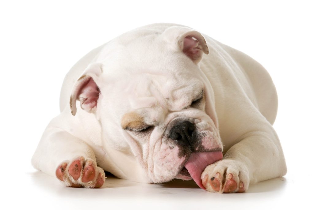 Why Do Dogs Lick Their Paws? Top 5 Reasons
