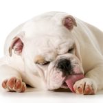 Why do dogs lick their paws? Top 5 reasons