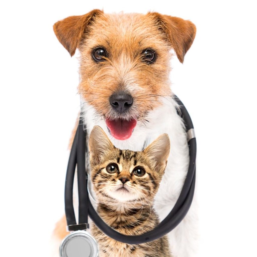 Gift Of Health Day for Pets - Salt River Veterinary Clinic